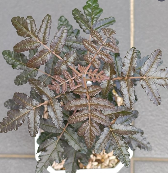 Boswellia ameero 6 Pieces Seeds