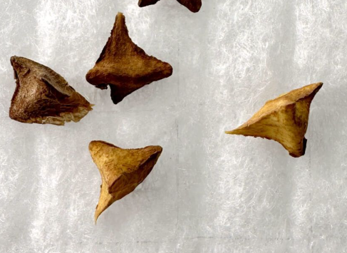 Boswellia ameero 6 Pieces Seeds