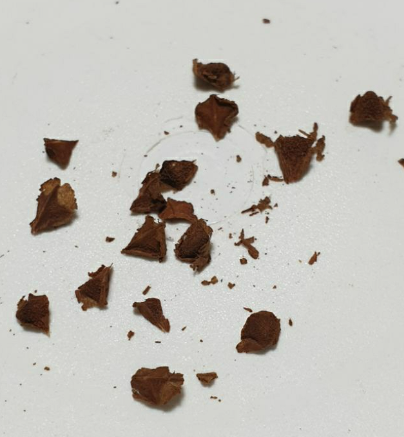 Boswellia Scopulorum 5 Pieces Seeds