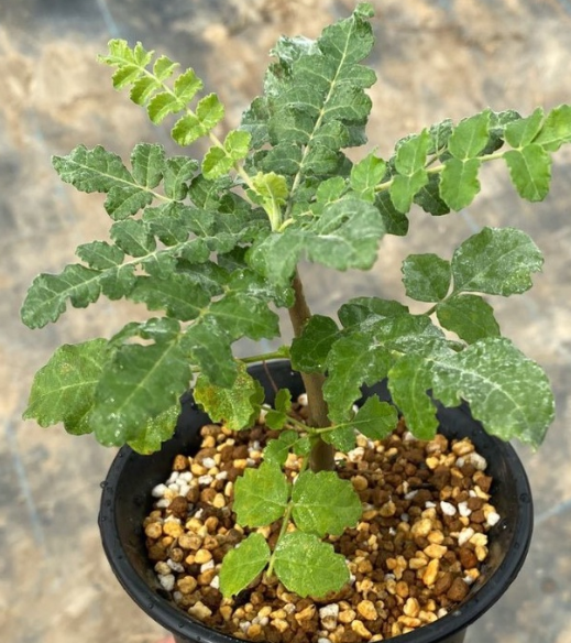 Boswellia sacra 10 Pieces Seeds