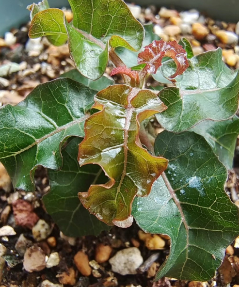 Boswellia occulta 10 Pieces Seeds