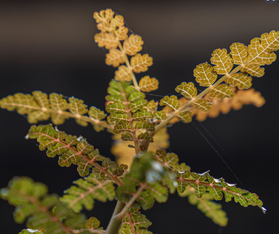 Boswellia nana X (Boswellia socotrana X Boswellia nana) 10 Pieces Seeds
