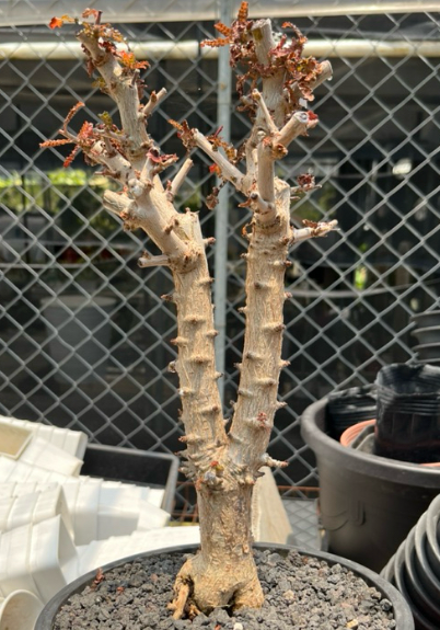 Boswellia nana X (Boswellia socotrana X Boswellia nana) 10 Pieces Seeds