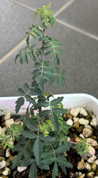 Boswellia rivae 10 Pieces Seeds