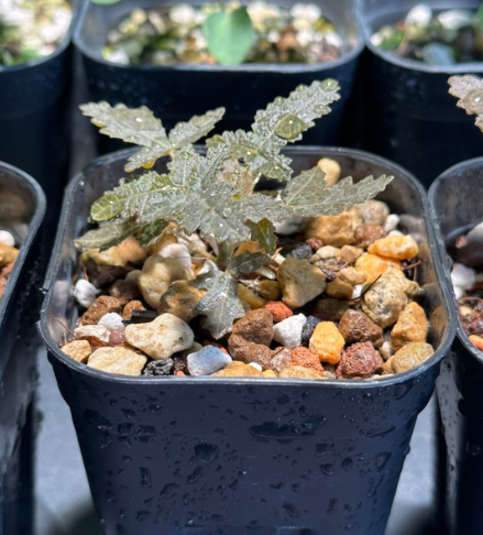 Boswellia samhaensis 4 Pieces Seeds