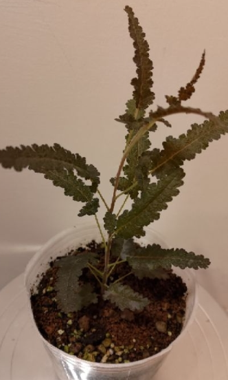 Boswellia samhaensis 4 Pieces Seeds