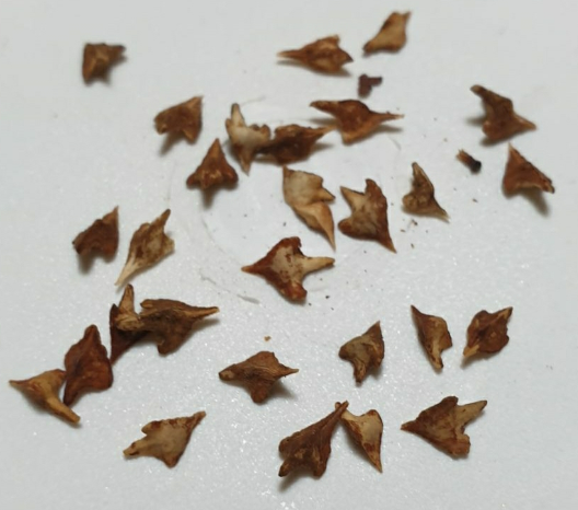 Boswellia dioscoridis 10 Pieces Seeds