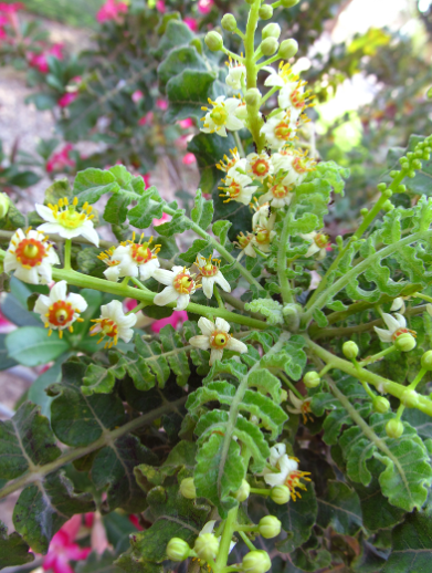 Boswellia carterii 6 Pieces Seeds