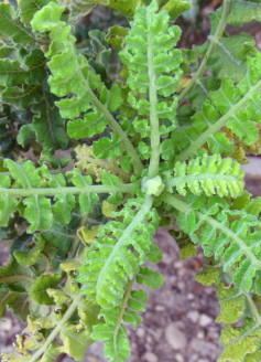 Boswellia carterii 6 Pieces Seeds