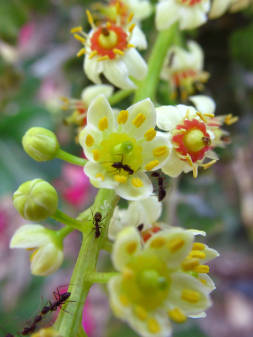 Boswellia carterii 6 Pieces Seeds