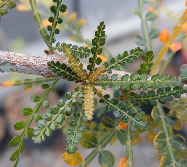 Boswellia socotrana 6 Pieces Seeds