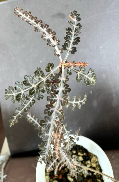 Boswellia socotrana 6 Pieces Seeds