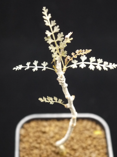 Boswellia socotrana 6 Pieces Seeds