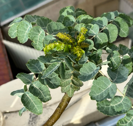 Boswellia dioscoridis 10 Pieces Seeds