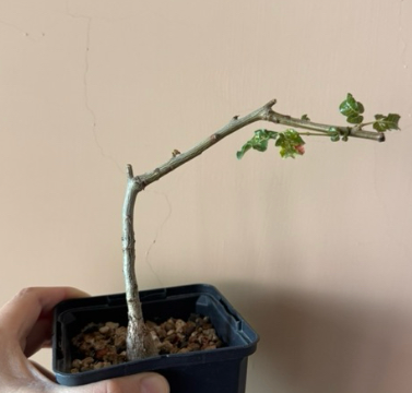 Boswellia frereana 10 Pieces Seeds