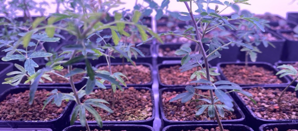 Boswellia rivae 10 Pieces Seeds