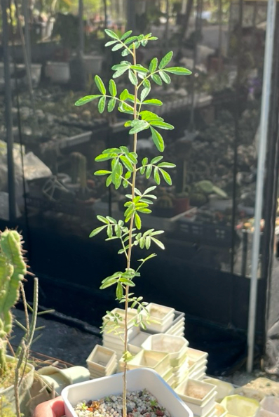 Boswellia rivae 10 Pieces Seeds