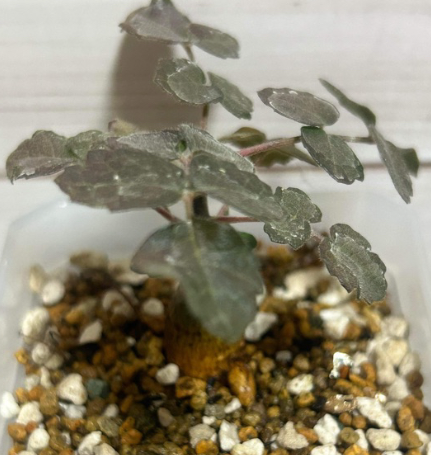 Boswellia rivae 10 Pieces Seeds