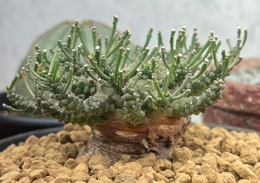 Euphorbia albipollinifera 7 Pieces Seeds