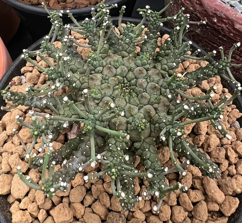 Euphorbia albipollinifera 7 Pieces Seeds