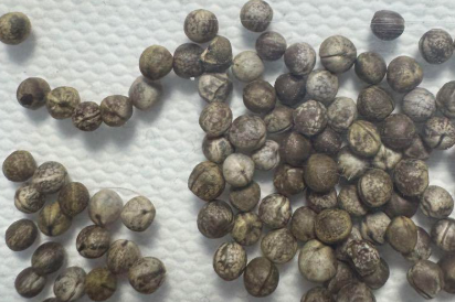 Euphorbia albipollinifera 7 Pieces Seeds