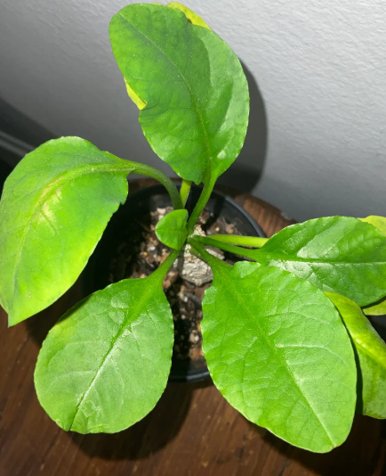 Euphorbia Alfredii 10 Pieces Seeds