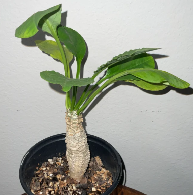 Euphorbia Alfredii 10 Pieces Seeds