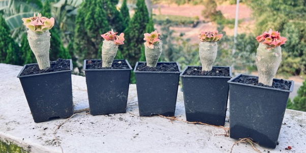 Euphorbia ankarensis 5 Pieces Seeds