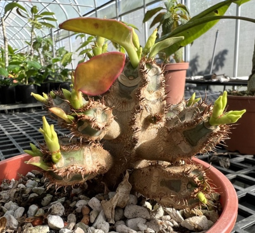 Euphorbia aureoviridiflora 5 Pieces Seeds