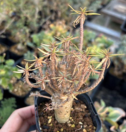 Euphorbia balsamifera 7 Pieces Seeds