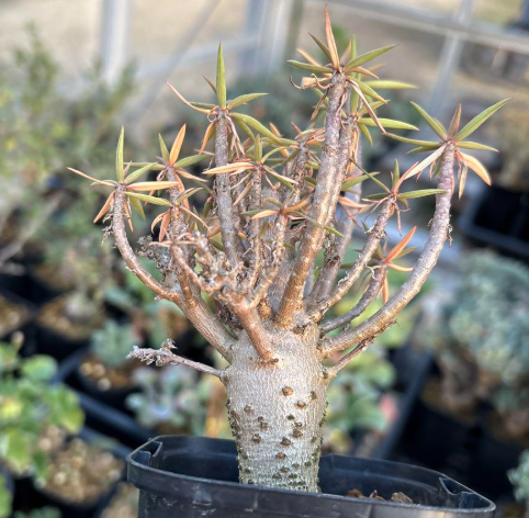 Euphorbia balsamifera 7 Pieces Seeds