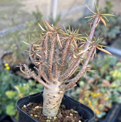 Euphorbia balsamifera 7 Pieces Seeds