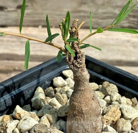 Euphorbia Bongensis 6 Pieces Seeds