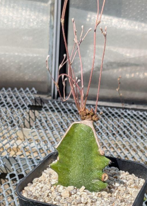 Euphorbia charleswilsoniana 5 Pieces Seeds