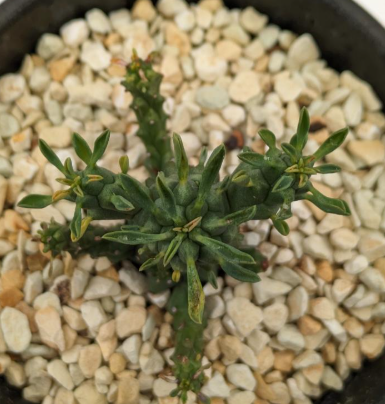 Euphorbia clavarioides 5 Pieces Seeds