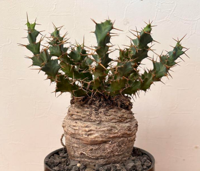 Euphorbia clavigera 5 Pieces Seeds