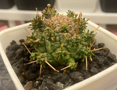 Euphorbia crassipes 5 Pieces Seeds