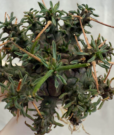 Euphorbia crassipes 5 Pieces Seeds