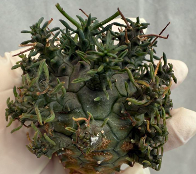 Euphorbia crassipes 5 Pieces Seeds