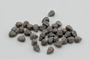 Euphorbia hadramautica 5 Pieces Seeds