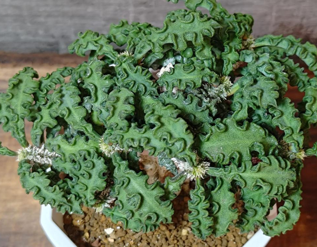 Euphorbia decaryi var. spirosticha 10 Pieces Seeds