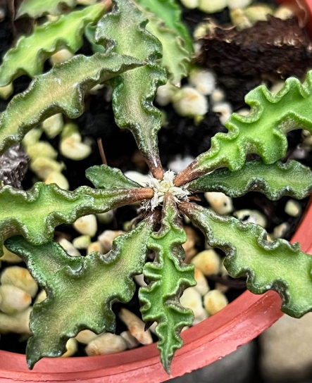 Euphorbia decaryi var. spirosticha 10 Pieces Seeds