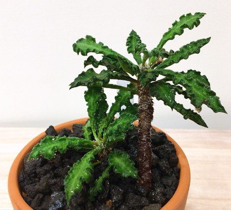 Euphorbia decaryi var. spirosticha 10 Pieces Seeds