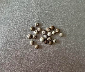 Euphorbia decidua 5 Pieces Seeds