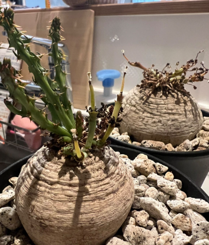 Euphorbia decidua 5 Pieces Seeds