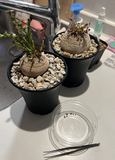 Euphorbia decidua 5 Pieces Seeds