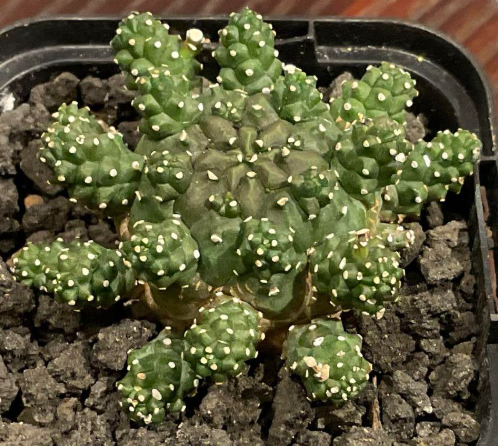 Euphorbia gamkensis 10 Pieces Seeds