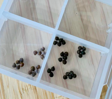 Euphorbia Globosa 7 Pieces Seeds