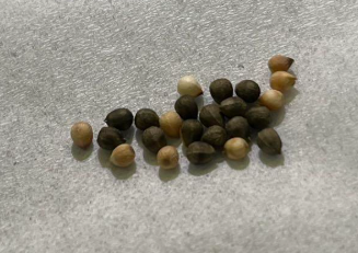 Euphorbia Gorgonis 10 Pieces Seeds