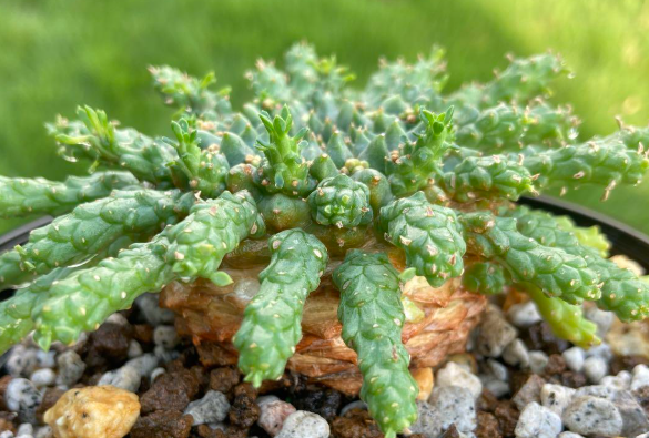 Euphorbia Gorgonis 10 Pieces Seeds